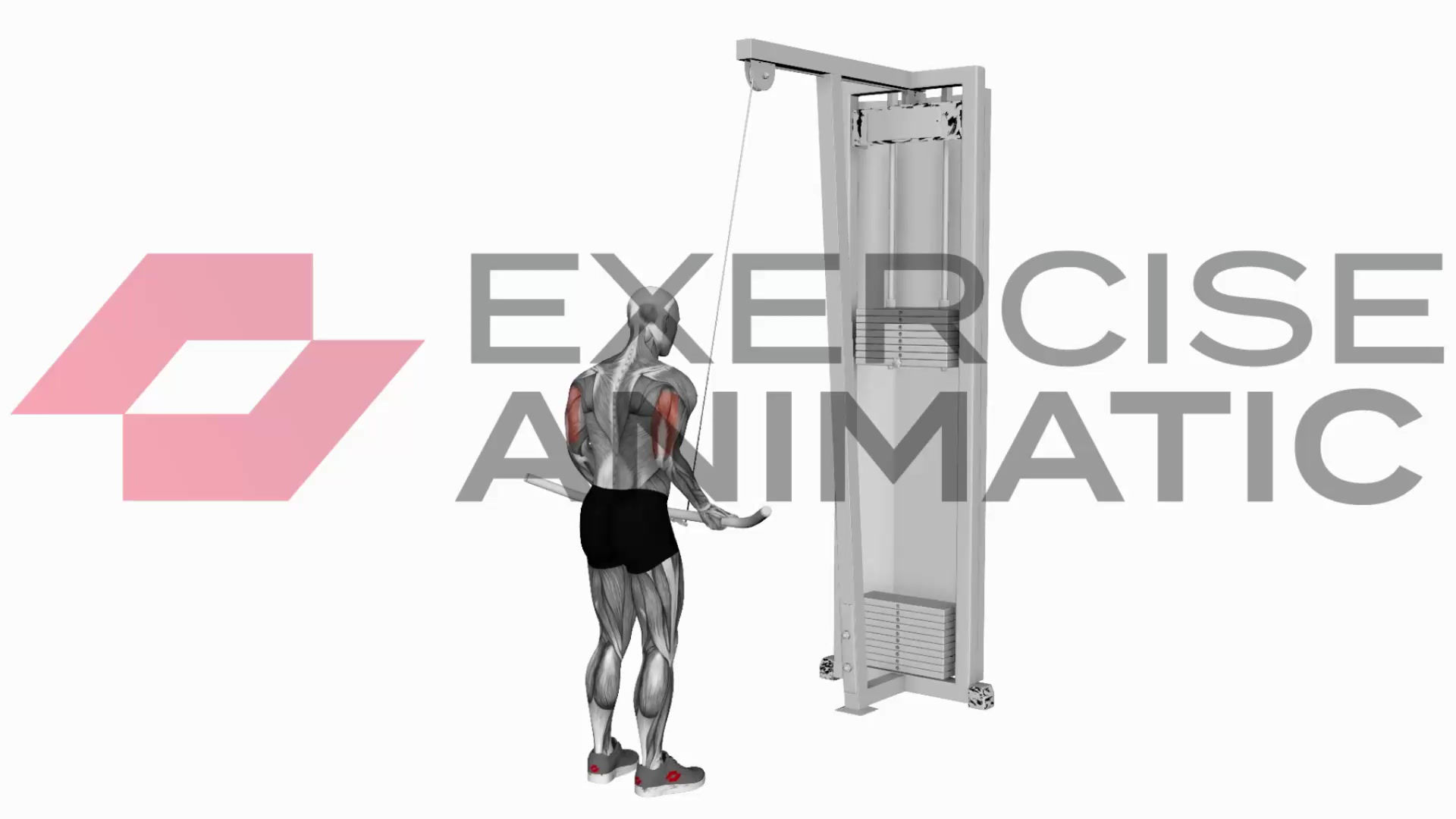 3D animation of a male performing Cable Reverse Grip Triceps Pushdown back side POV with muscle highlights