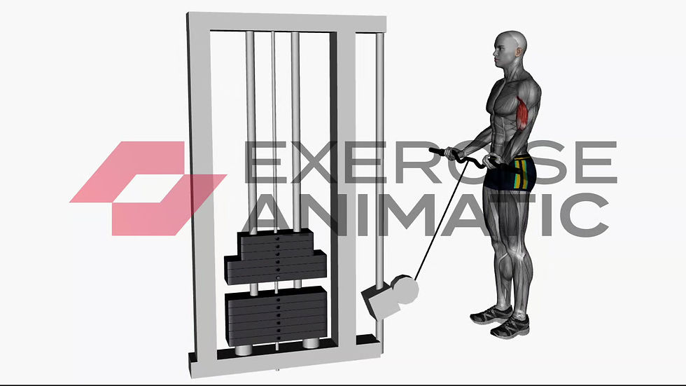 3D animation of a male performing EZ bar cable curl wide grip with muscle highlights