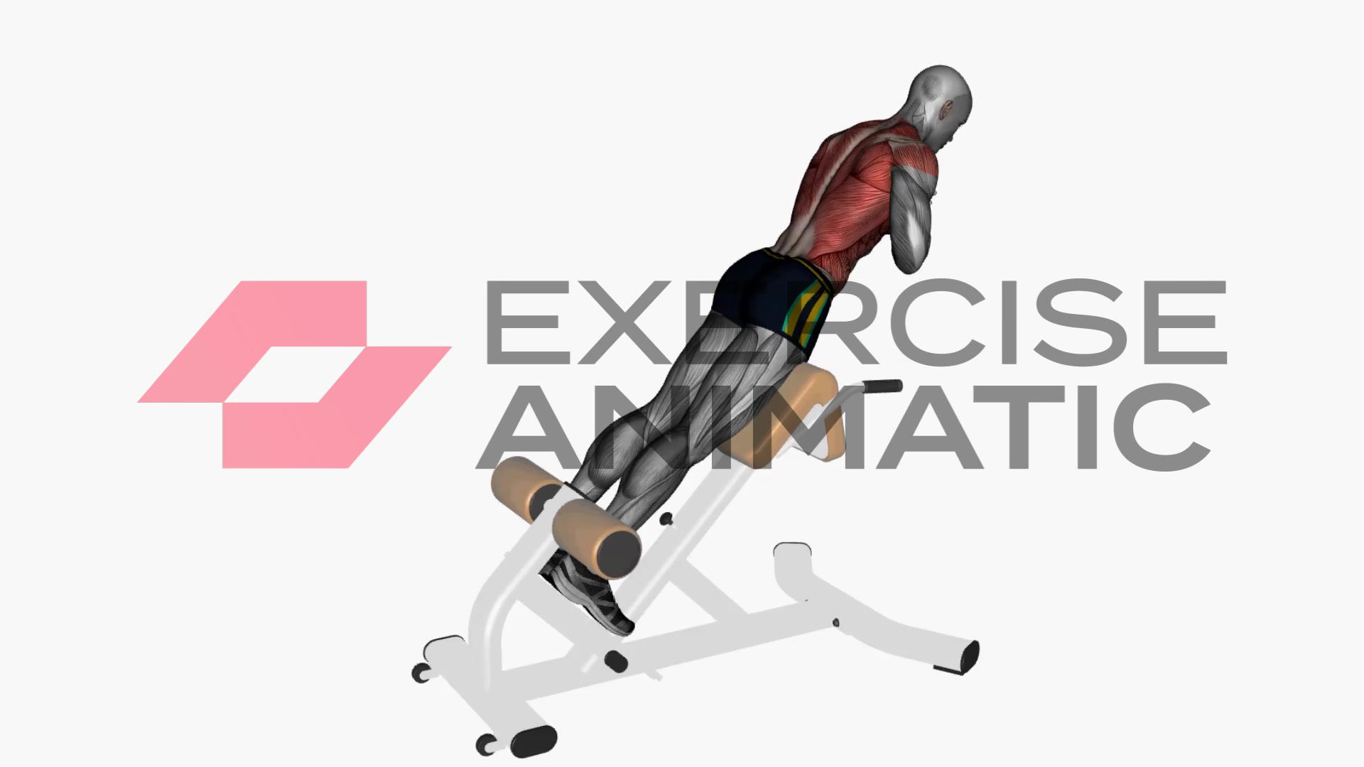 3D animation of a male performing Back Extension Machine with muscle highlights