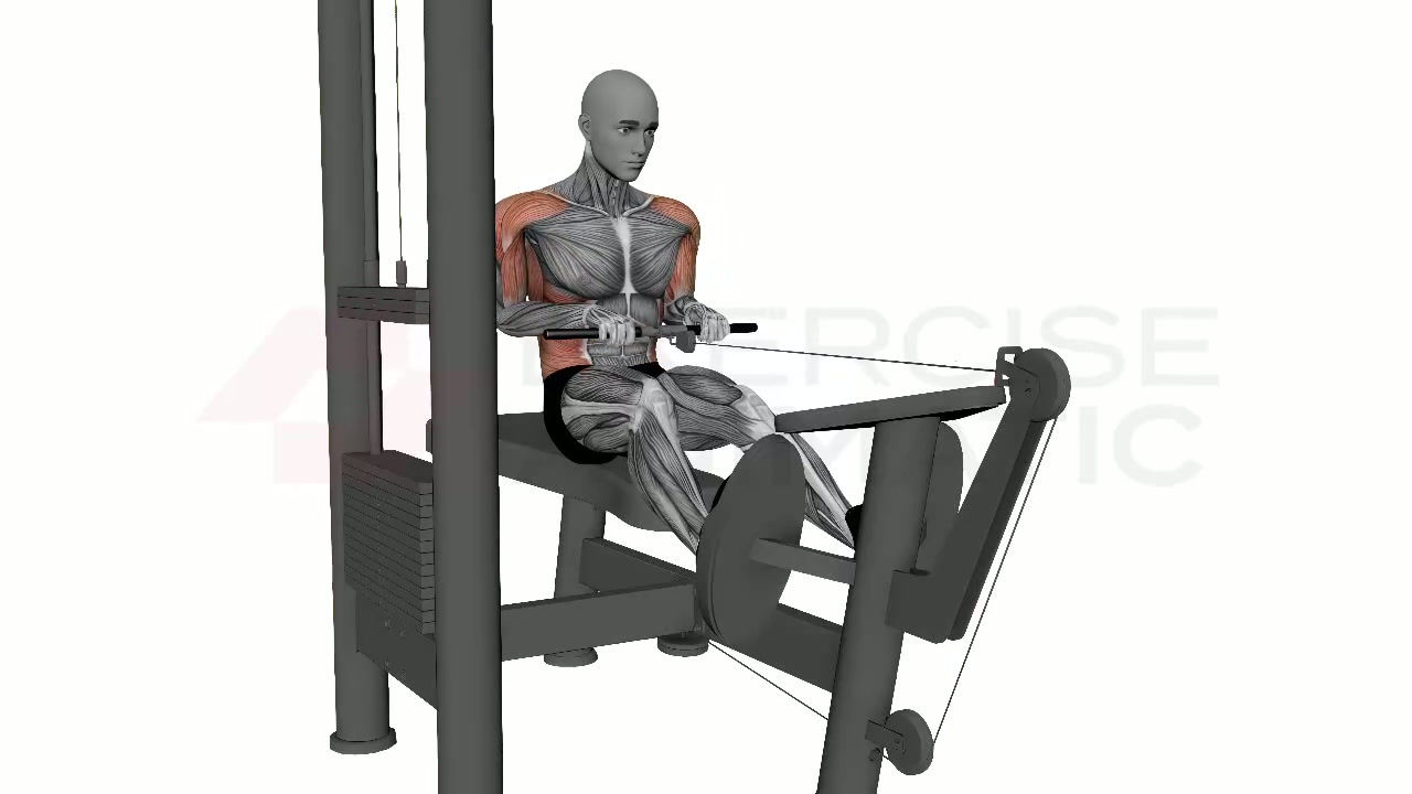 3D animation of a male performing Straight Bar Cable Row Close Grip with muscle highlights