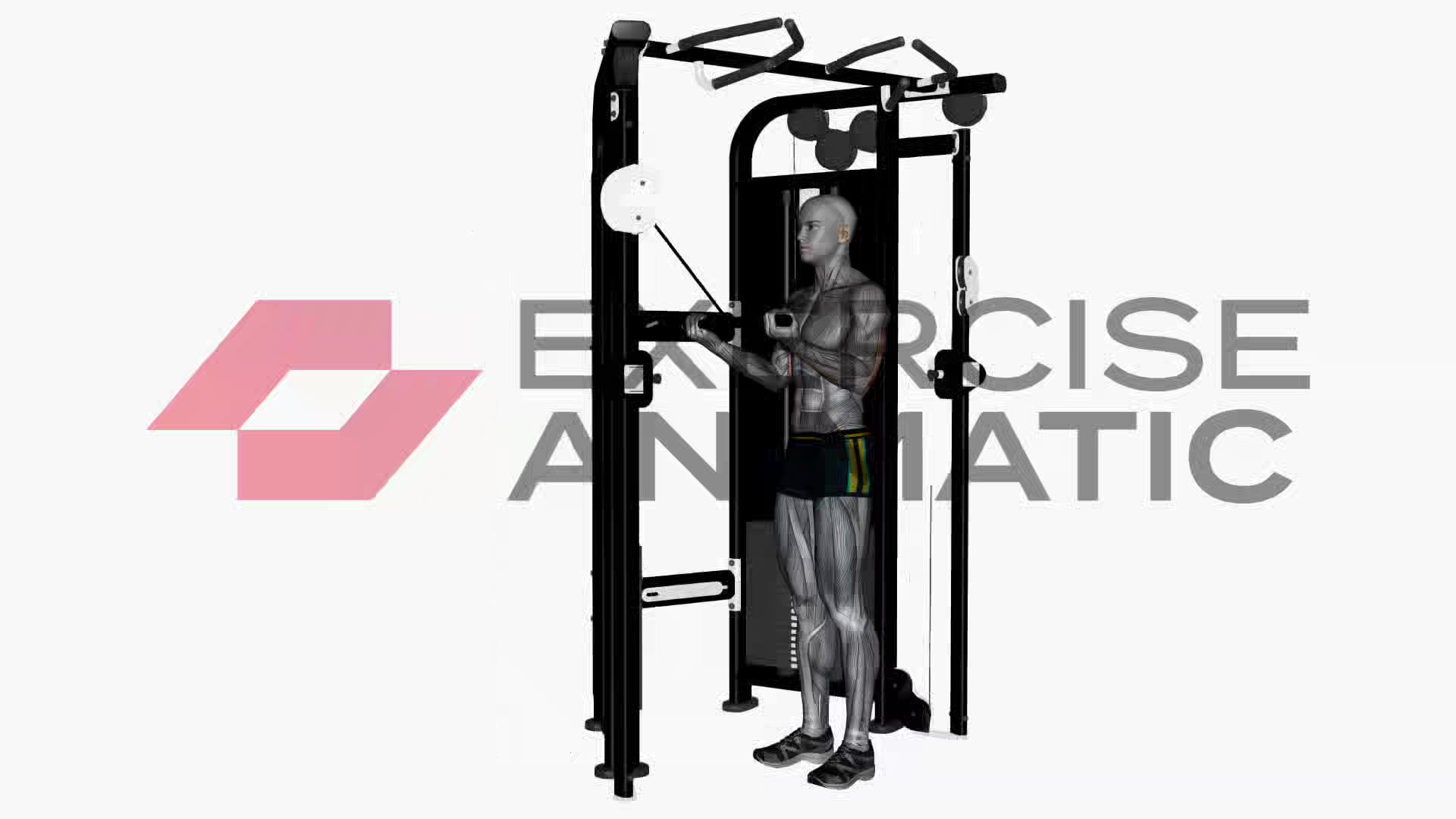 3D animation of a male performing Cable reverse grip triceps push down straight bar with muscle highlights