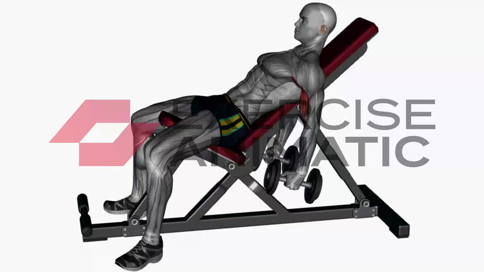 3D animation of a male performing Incline bench hammer curls with muscle highlights