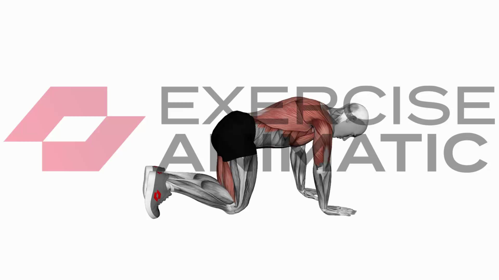 3D animation of a male performing Bird Dog (VERSION 2) with muscle highlights