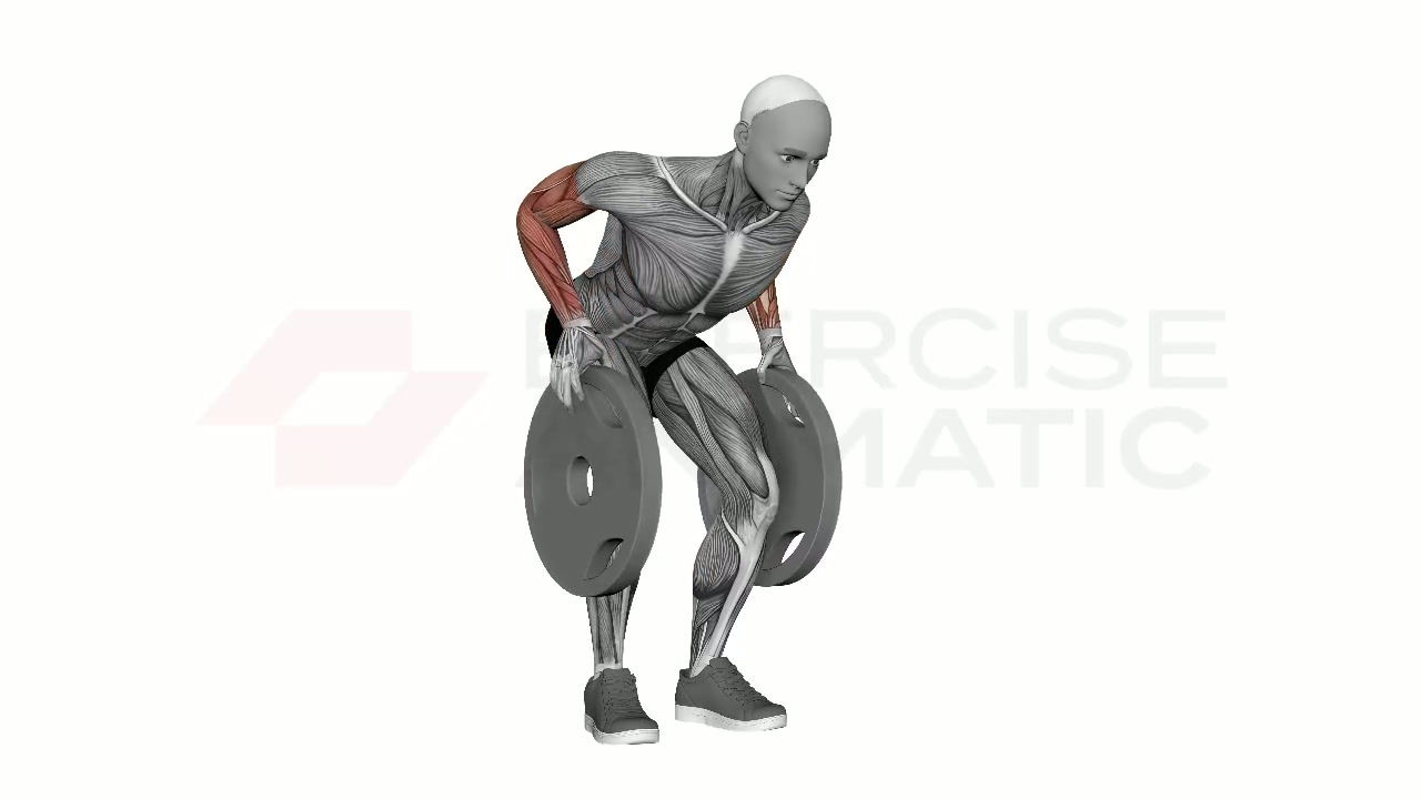 3D animation of a male performing Plate Pinch Grip Row with muscle highlights