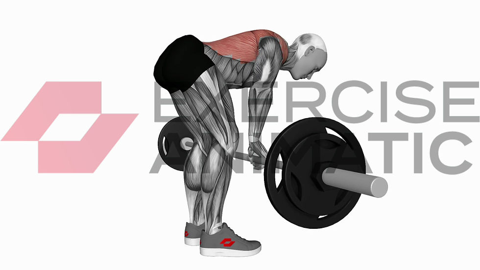 3D animation of a male performing Bent over barbell row with muscle highlights