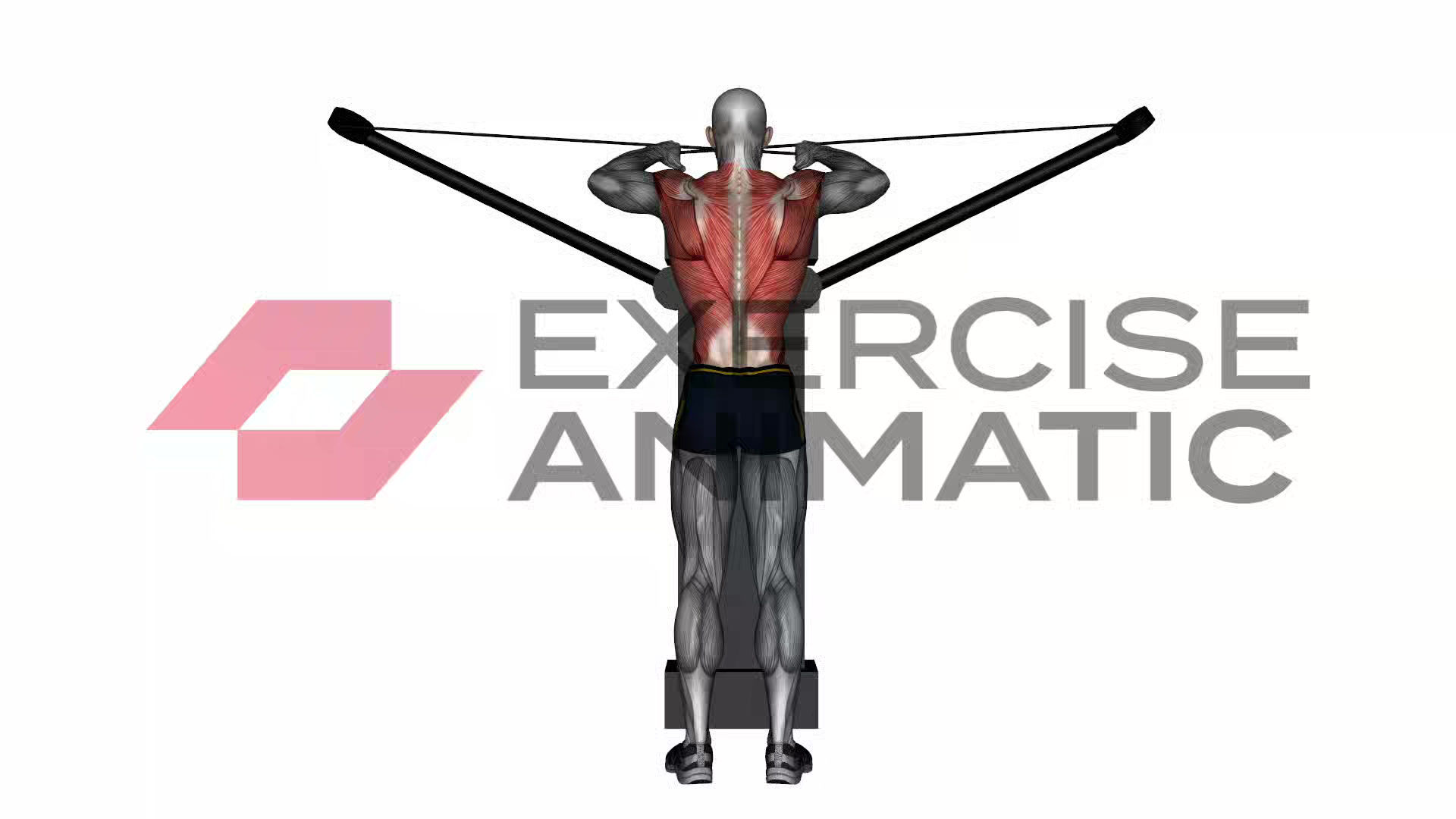 3D animation of a male performing Reverse cable fly on crossover with muscle highlights