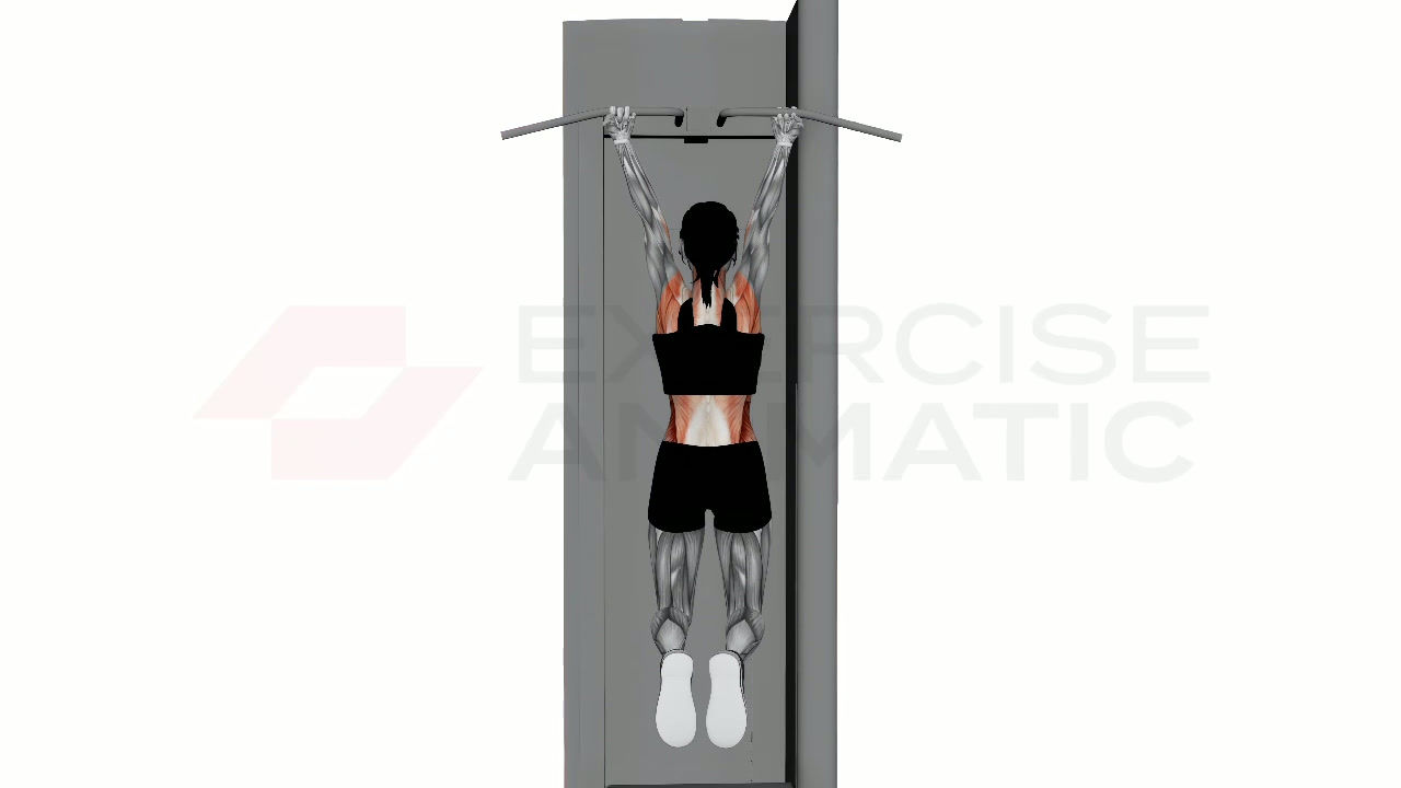 3D animation of a female performing Chin Up Reverse Wide Grip with muscle highlights
