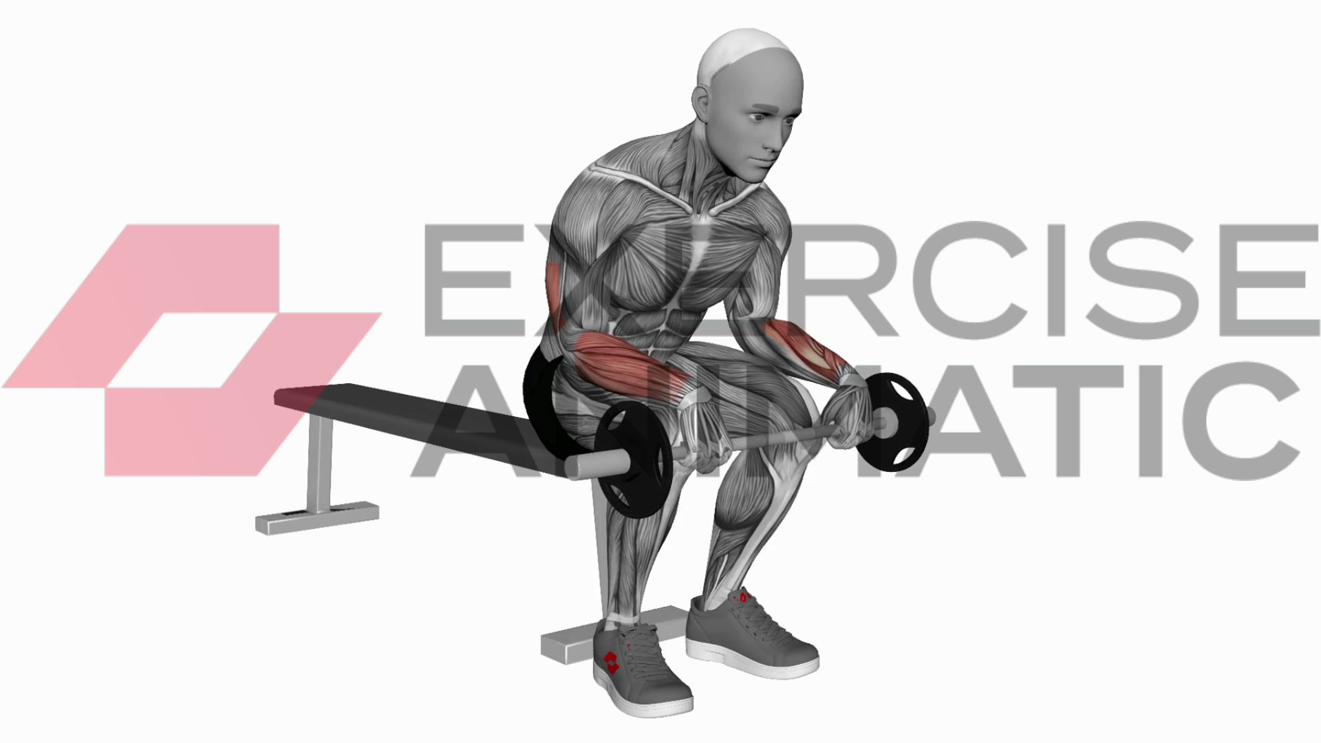 3D animation of a male performing Barbell wrist extension on knees with muscle highlights