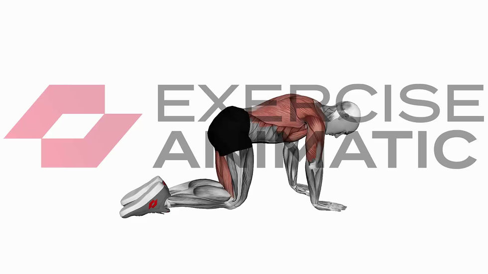 3D animation of a male performing Bird Dog with muscle highlights