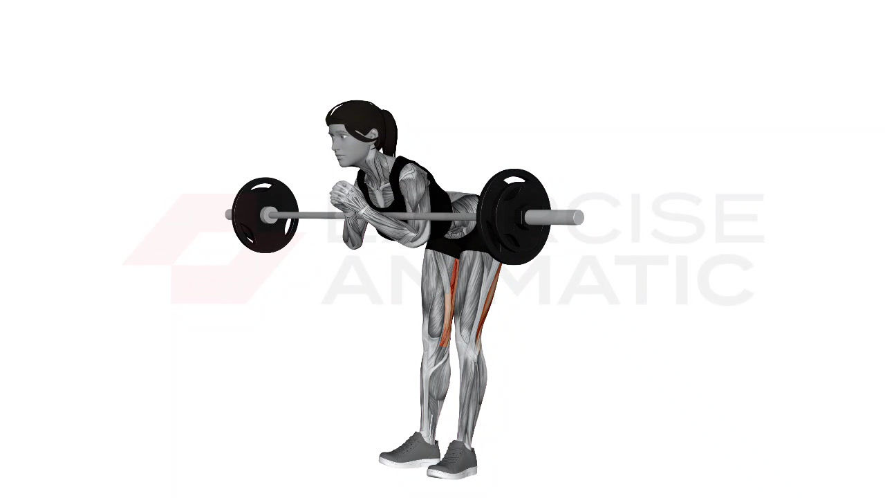 3D animation of a female performing barbell Zercher good morning with muscle highlights