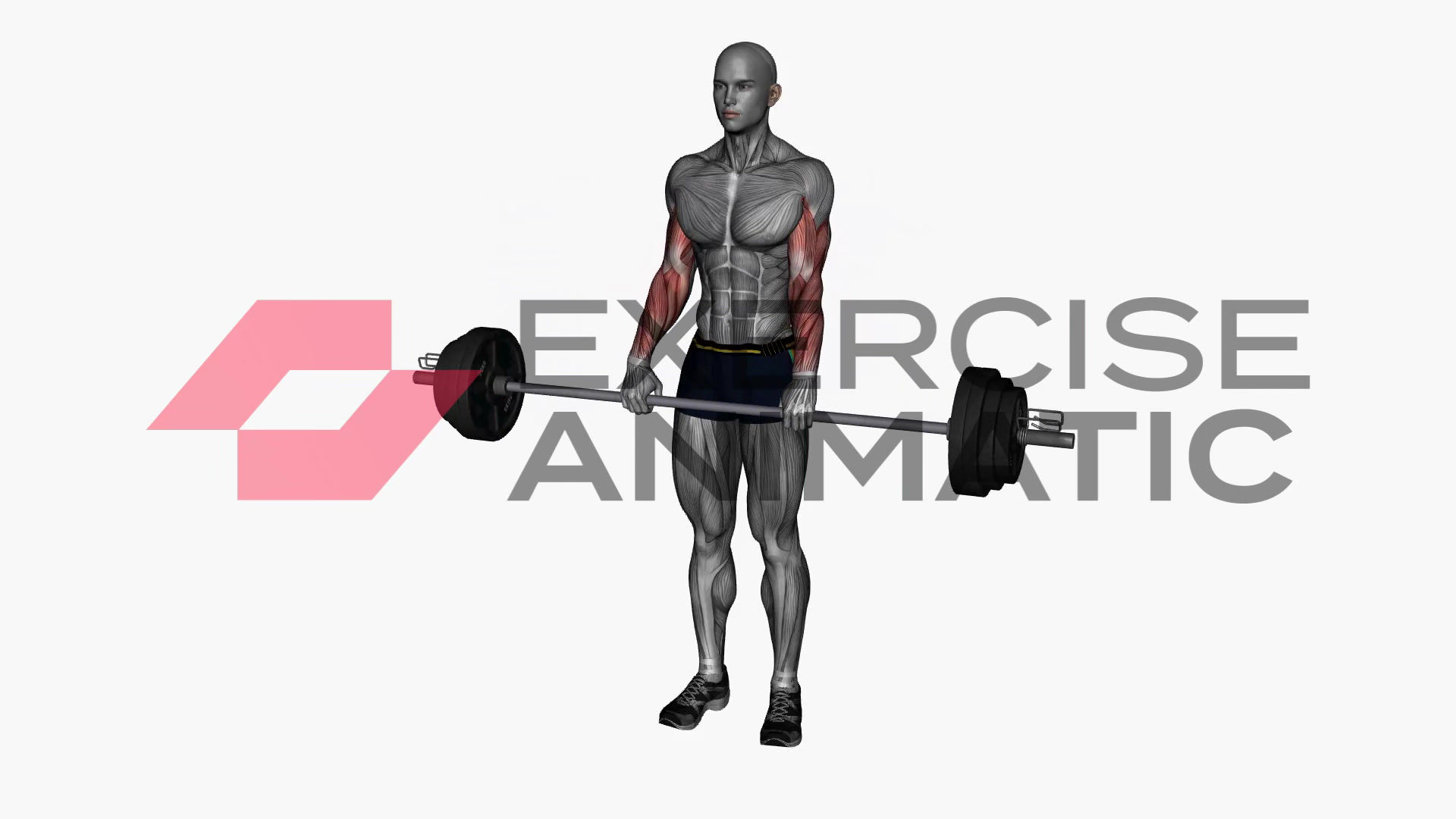 3D animation of a male performing Reverse curl barbell with muscle highlights