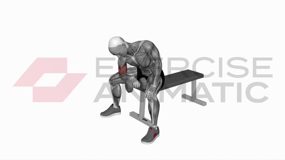 3D animation of a male performing Dumbbell Seated Reverse Grip Concentration Curl with muscle highlights
