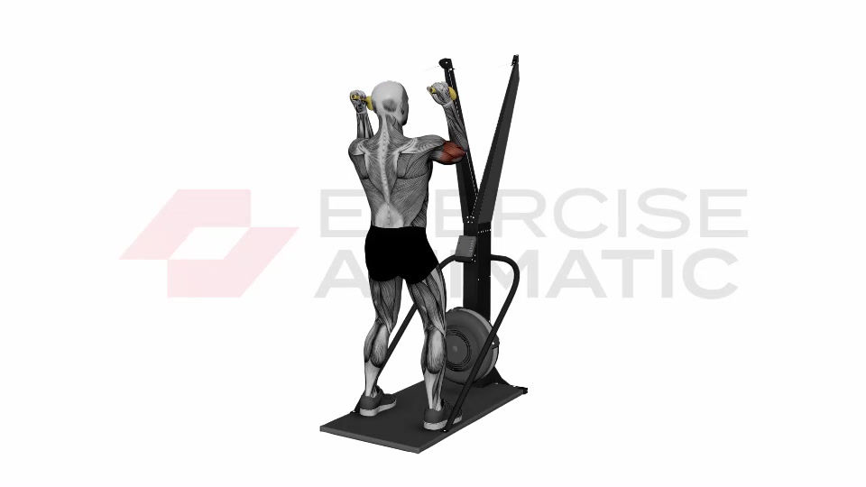 3D animation of a male performing Ski Ergometer Cross Country Ski Face Biceps Curl Pull with muscle highlights