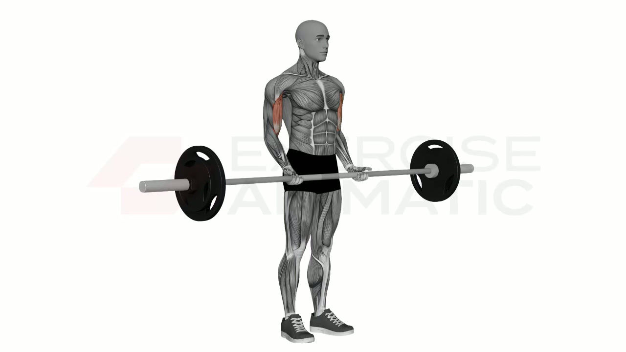 3D animation of a male performing Barbell Biceps Curl Normal Grip with muscle highlights