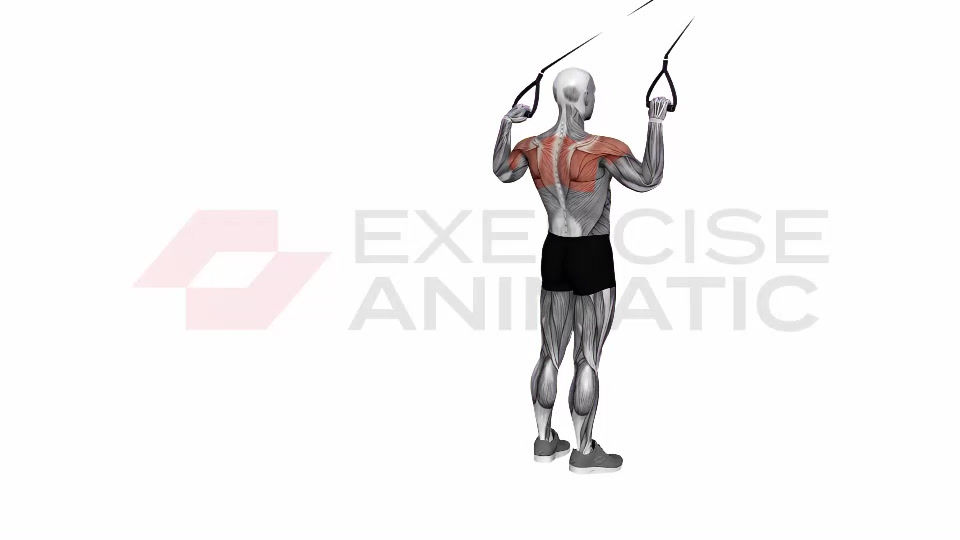 3D animation of a male performing Suspension Trainer with Grips Face Pull with muscle highlights