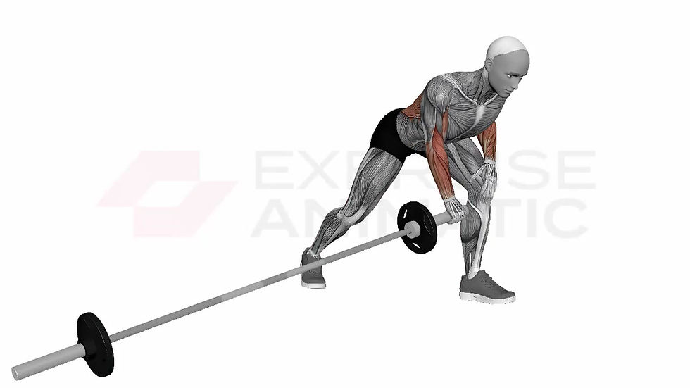 3D animation of a male performing barbell Meadows row with muscle highlights