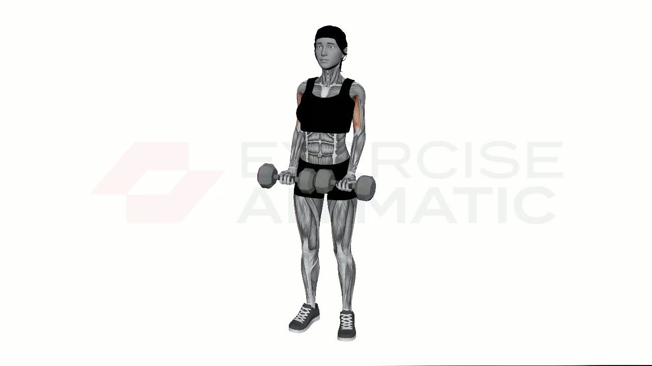 3D animation of a female performing Drag Curl Dumbbell with muscle highlights