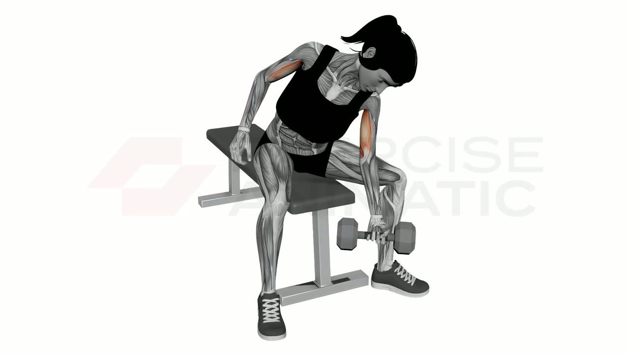 3D animation of a female performing Concentration Curls Dumbbell with muscle highlights