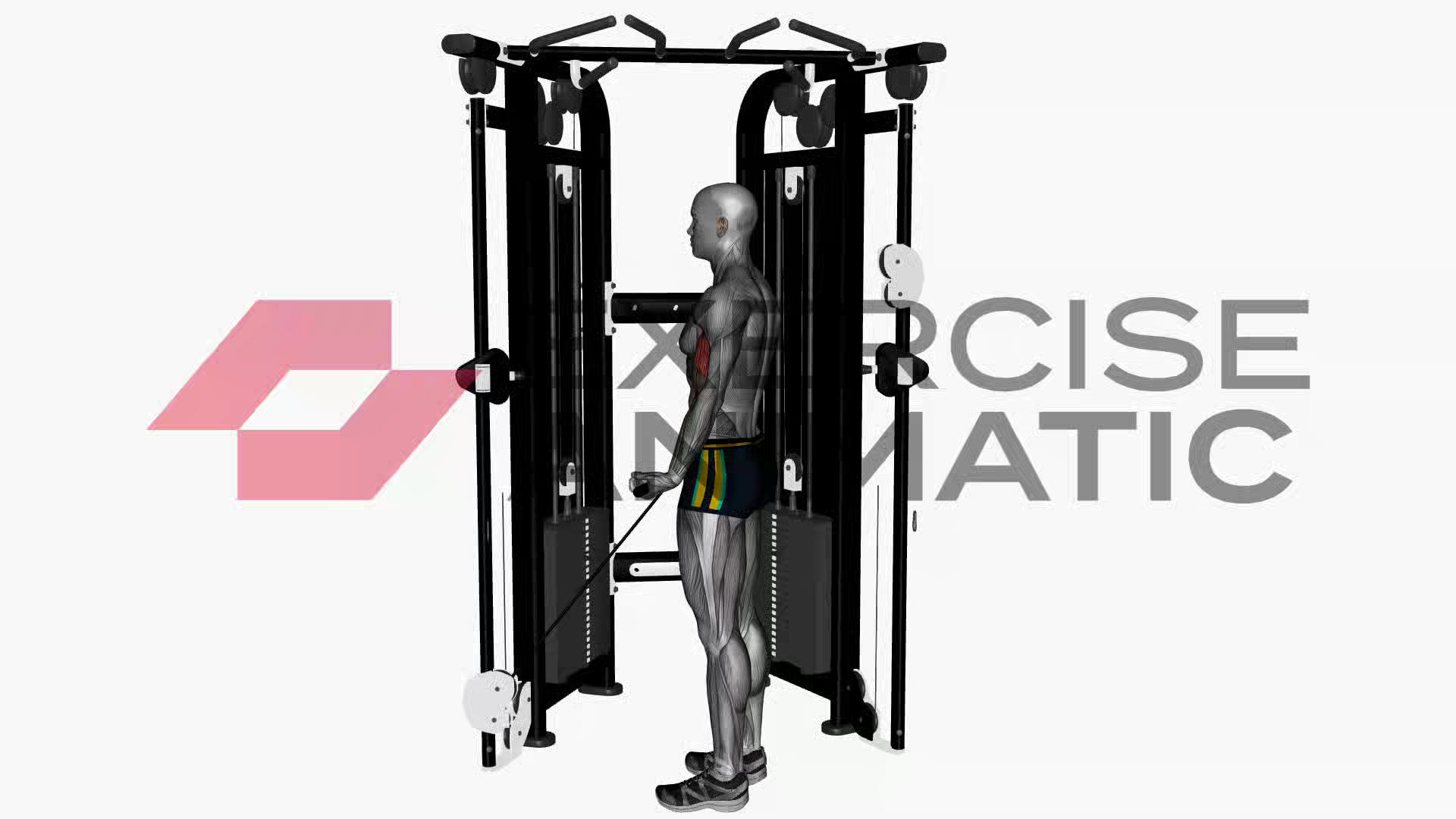 3D animation of a male performing Biceps curl cable wide grip crossover machine with muscle highlights