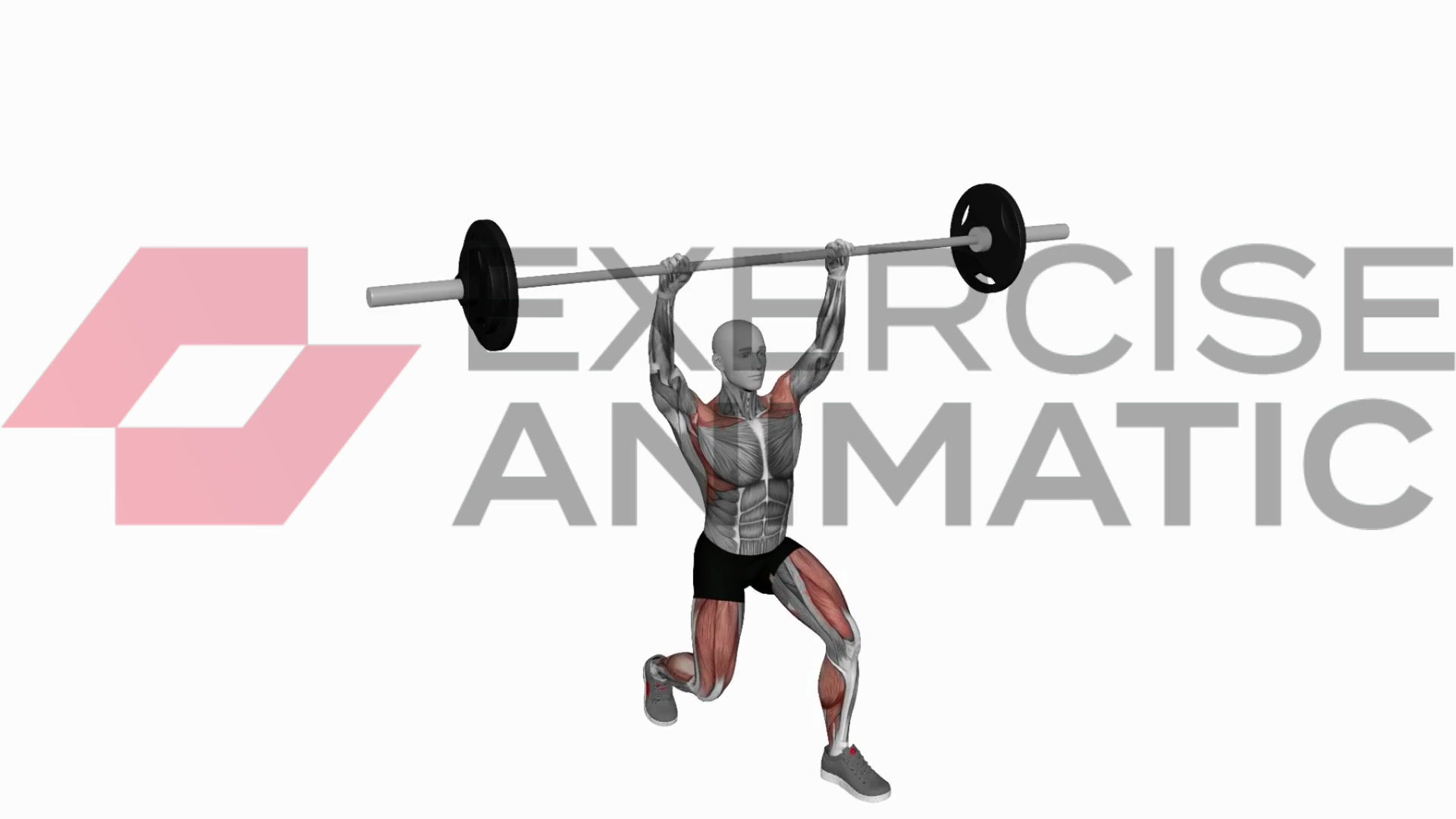 3D animation of a male performing Barbell split jerk with muscle highlights