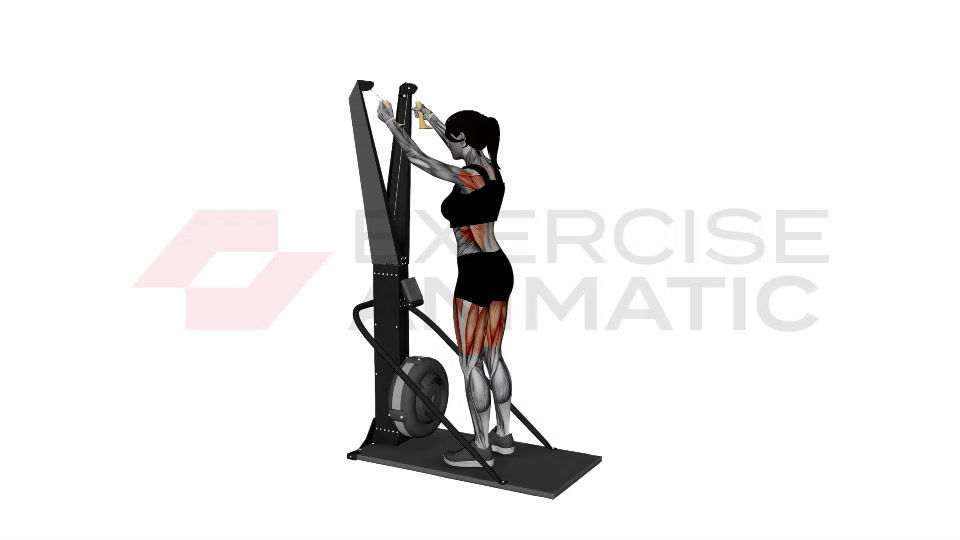 3D animation of a female performing Ski Ergometer Cross Country Ski Squat Pull Half Circles with muscle highlights