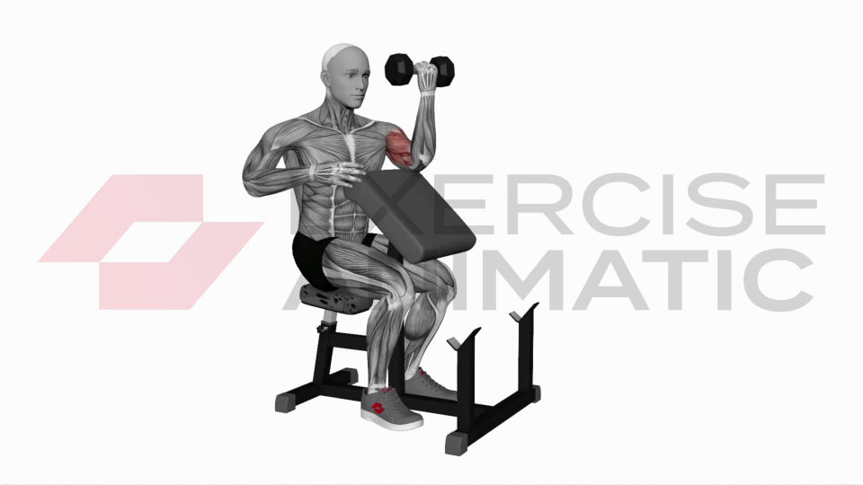 3D animation of a male performing Dumbbell Preacher Curl with Turned Torso with muscle highlights