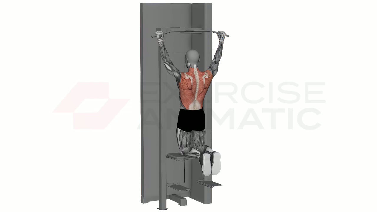 3D animation of a male performing Assisted Pull Up Wide Grip with muscle highlights