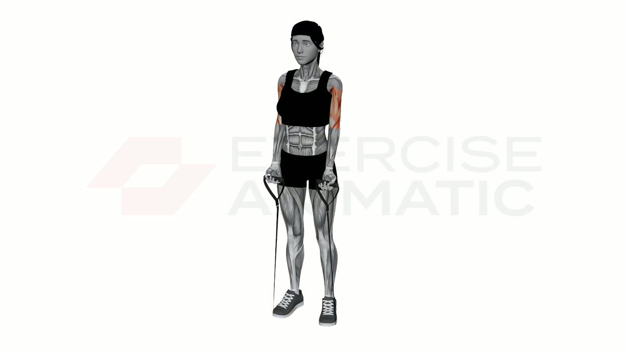 3D animation of a female performing Drag Curl Resistance Band with muscle highlights