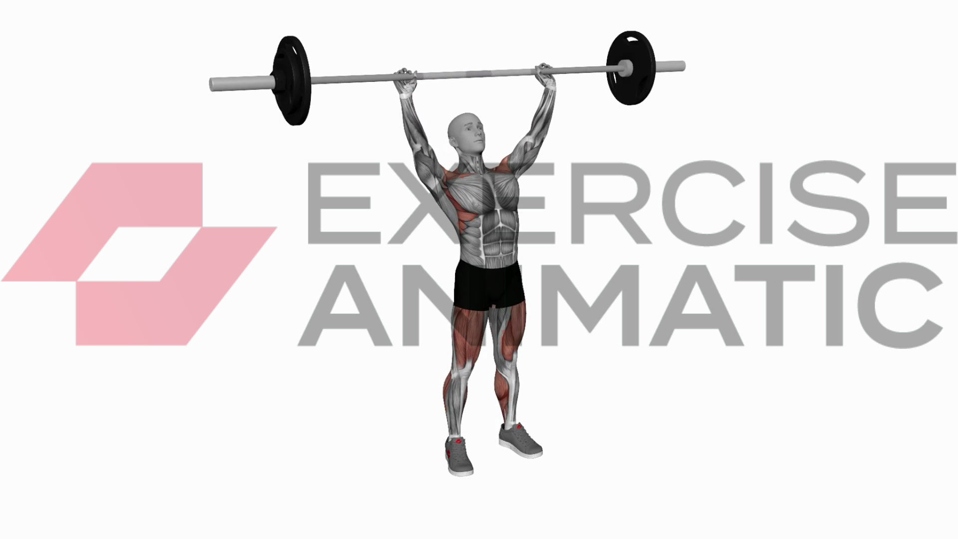 3D animation of a male performing Barbell power jerk with muscle highlights