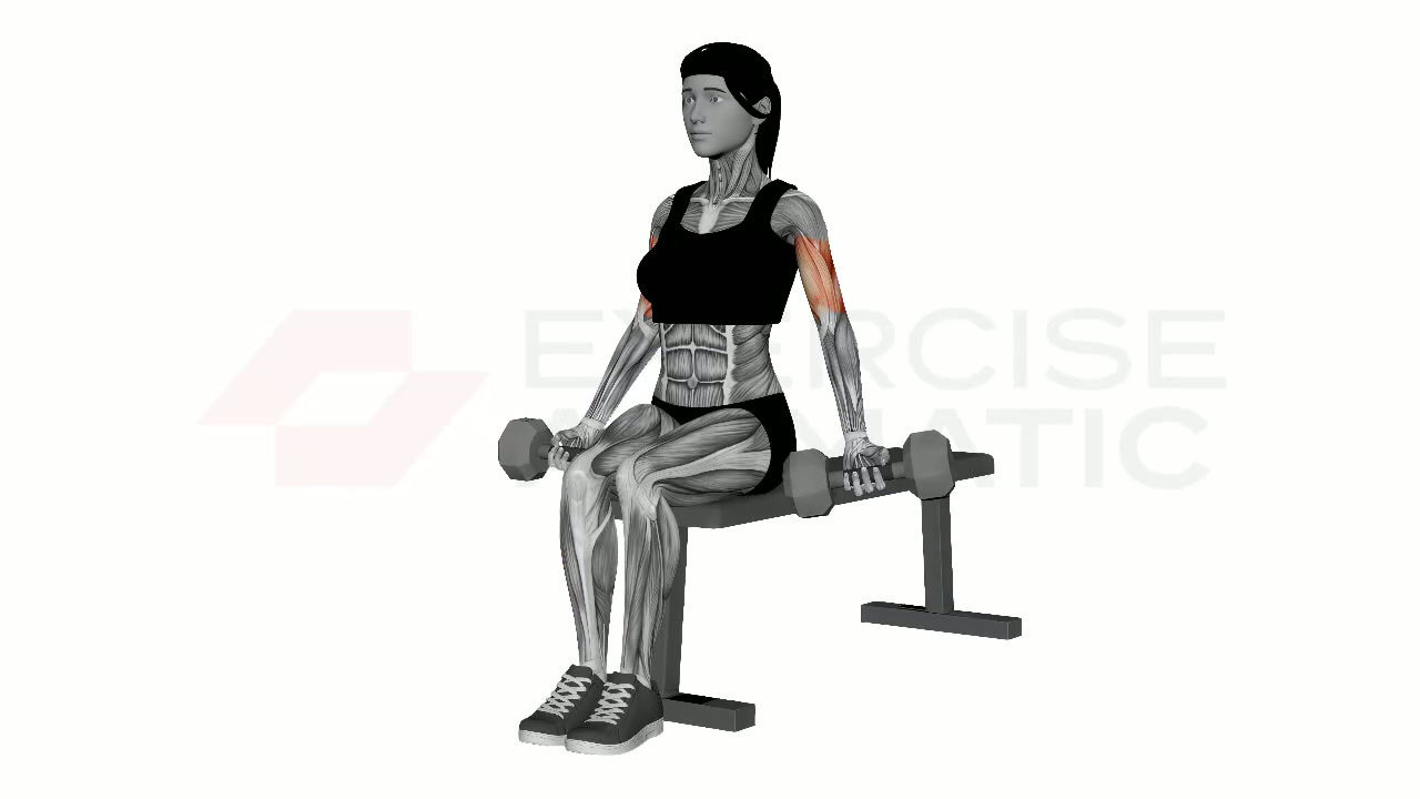 3D animation of a female performing Alternating Biceps Curl Seated Dumbbells with muscle highlights