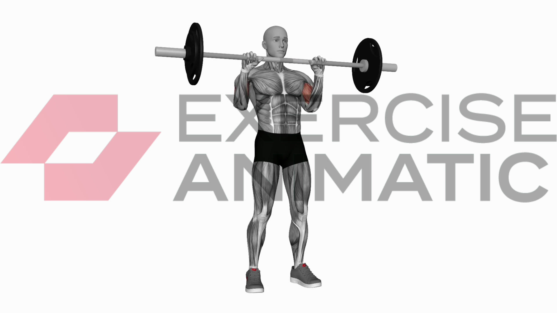3D animation of a male performing Barbell reverse biceps curls with muscle highlights