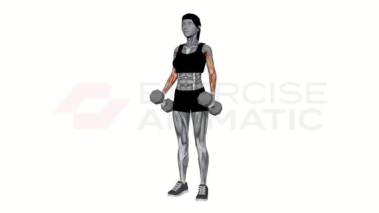 3D animation of a female performing Dumbbell Curls with muscle highlights
