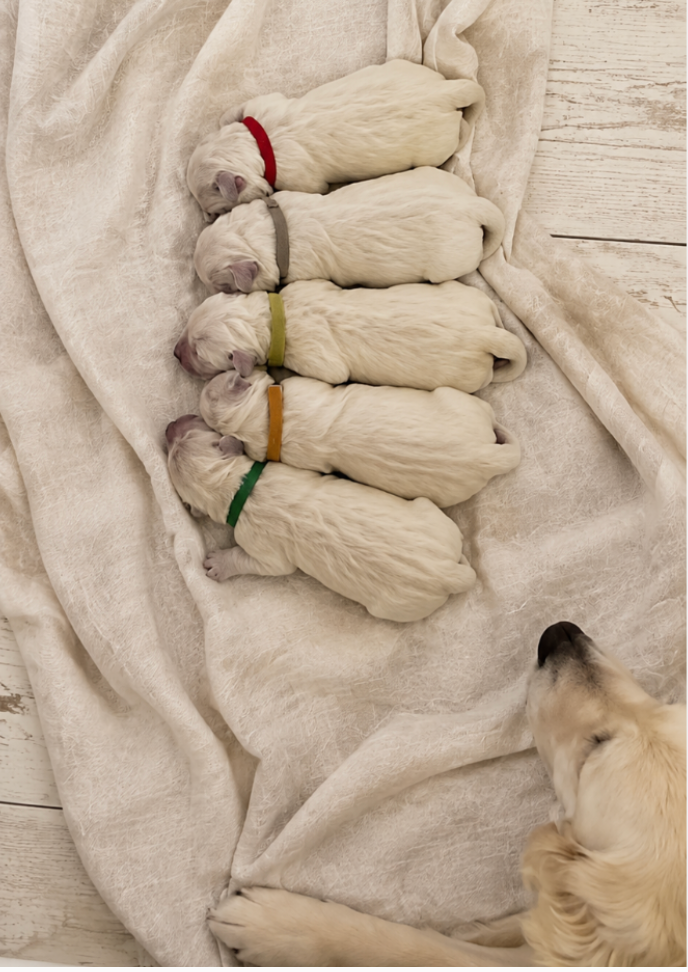 Pink Poppy Flowers