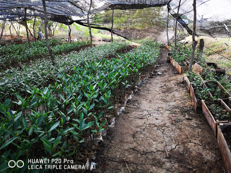 Bahía de Parita, Desembocadura del Rio La Villa, Provincia de Los Santos, Pacifico Panameño