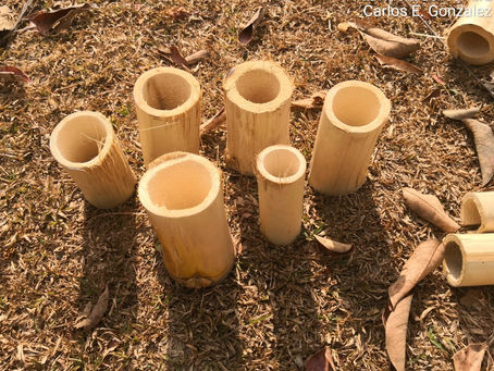 Viveros de Mangle y Especies Asociadas