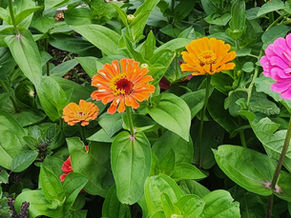 5/17/26 Sunday Service - "Flower Communion" by Rev. Kiya Heartwood