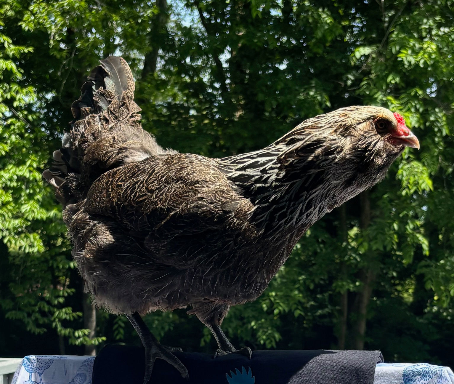Ameraucana Chickens