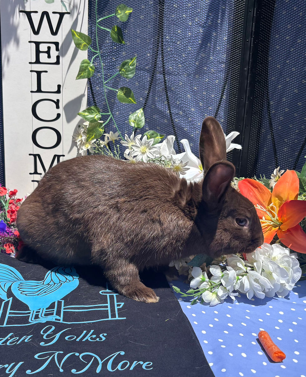 Lilac Satin Buck (NON-Broken) Rabbits