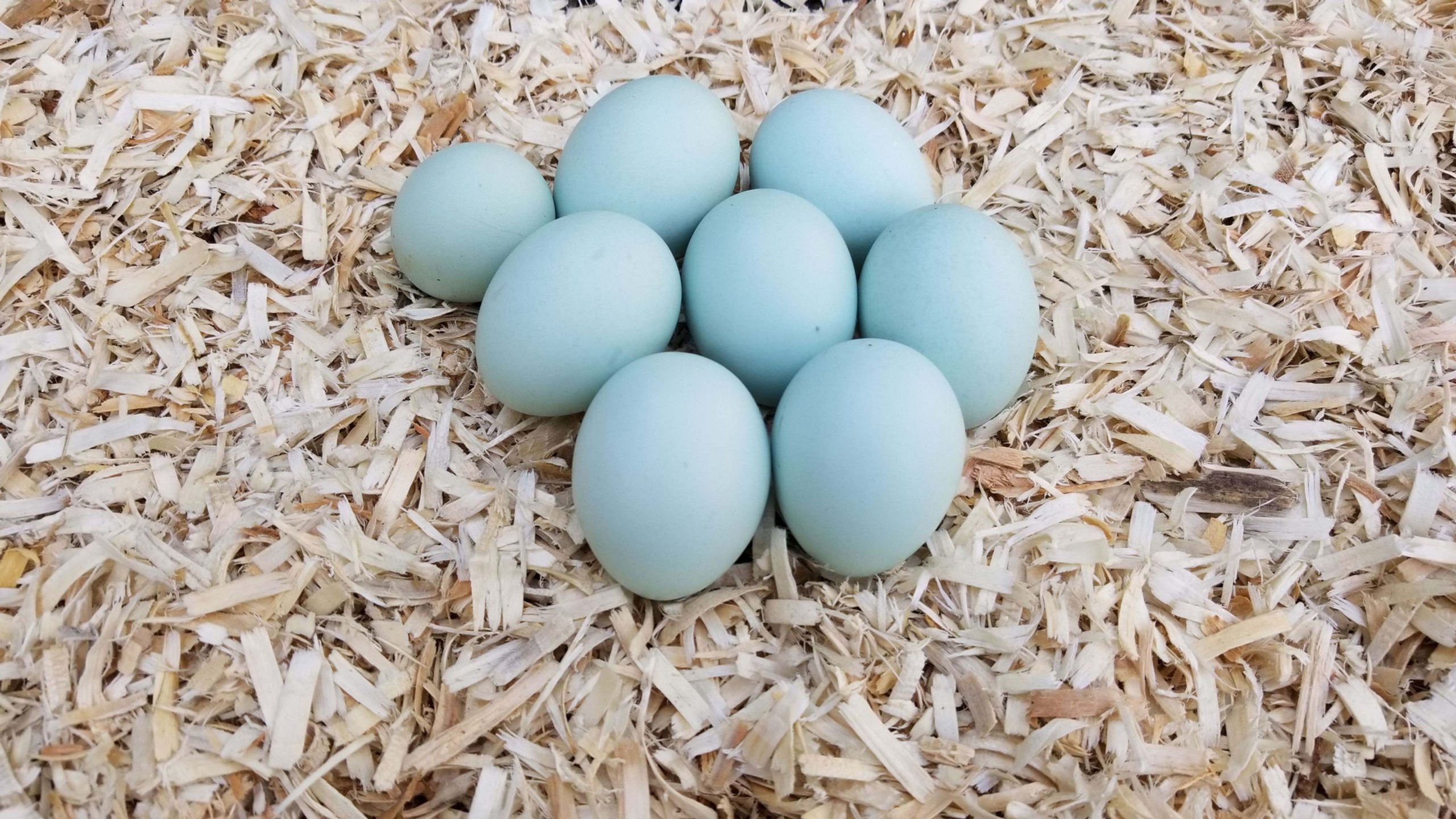 Ameraucana Fertile Eggs