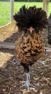 Thumbnail: Golden Laced Polish Chickens