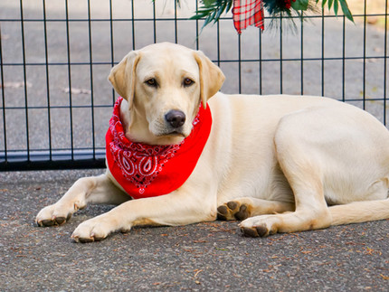 lab puppy for sale in NC
