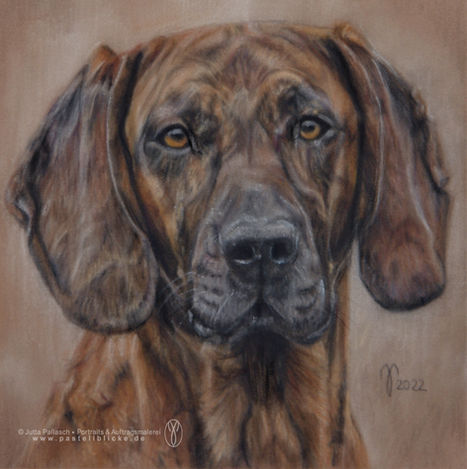 Hundezeichnung, Hundeportrait, Auftragsmalerei, Dog portrait