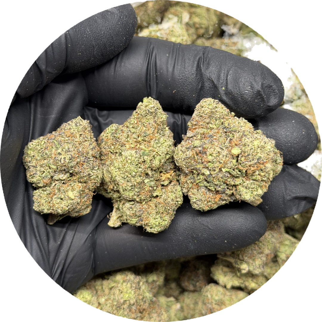 Candy Gelato | Exotic