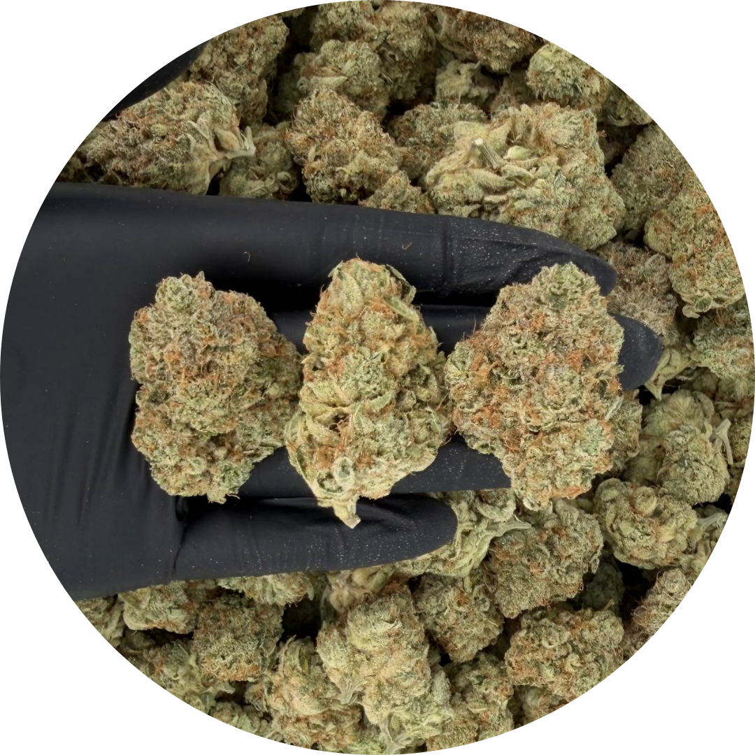 Cherry Soda | 4 Options