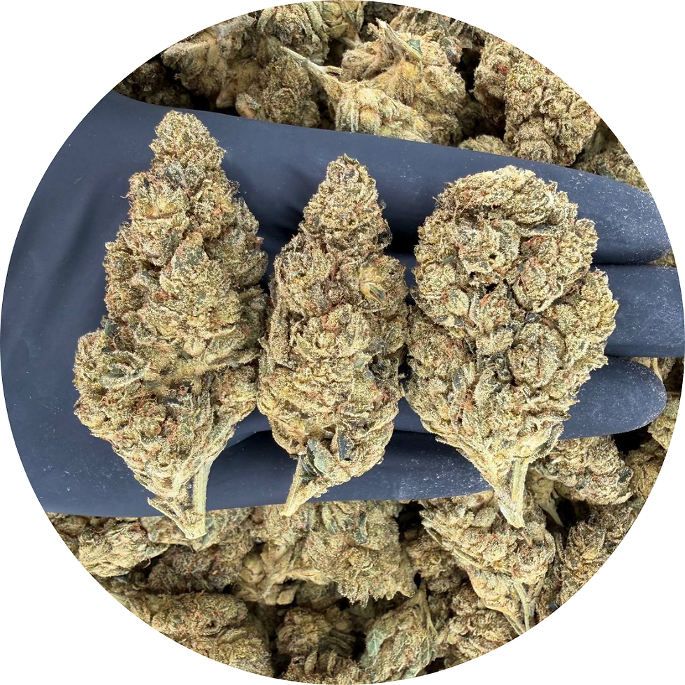 Original Glue | Top Shelf