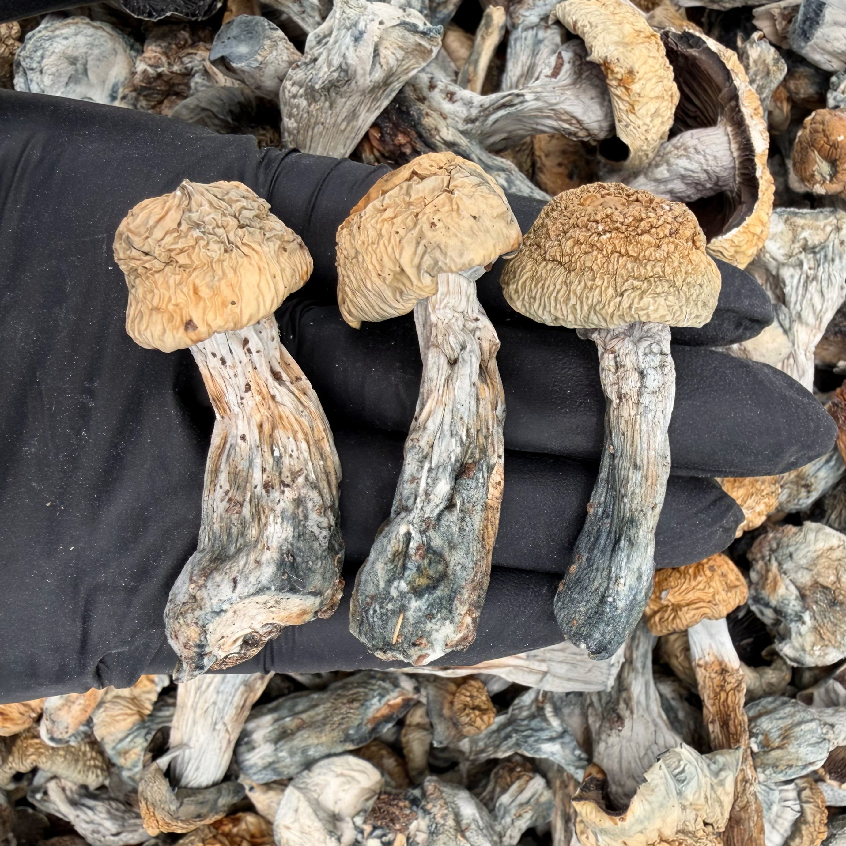 Bluey Vuitton | Psilocybin | Mystik Woods