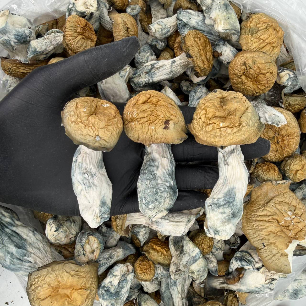 Makila | Mystik Woods