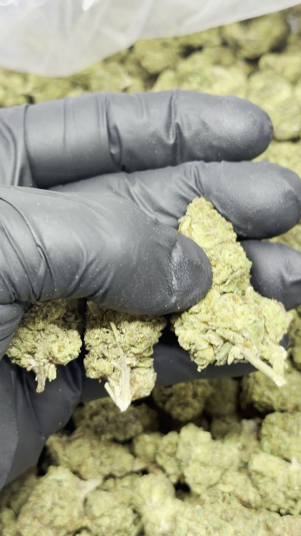 Thumbnail: Lamb's Bread | Mid Shelf