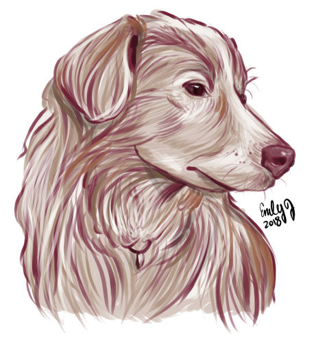 Dog Portrait