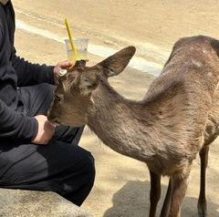 Miyajima Island